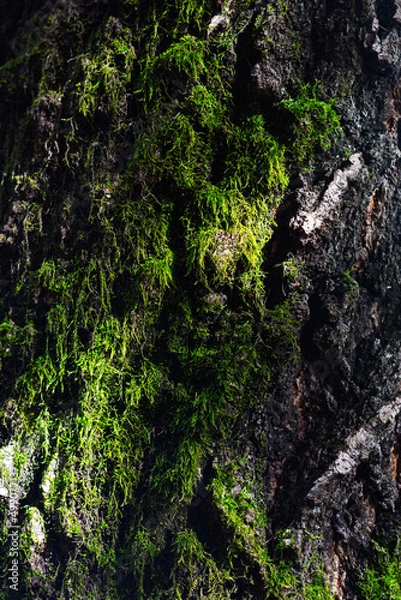 Fototapeta moss on the tree bark