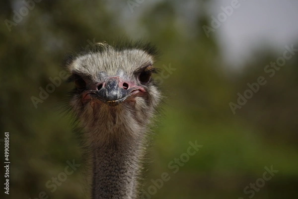 Obraz Ostrich head close-up 