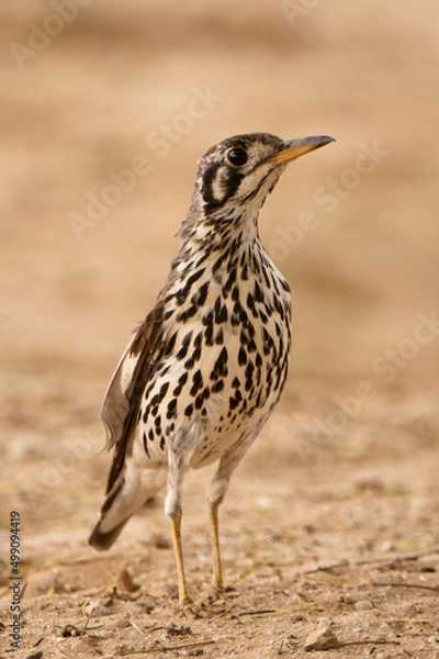 Fototapeta Groundscraper Thrush