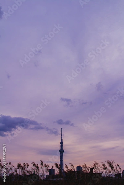 Fototapeta 紫色の空とすすきとスカイツリー【荒川河川敷】