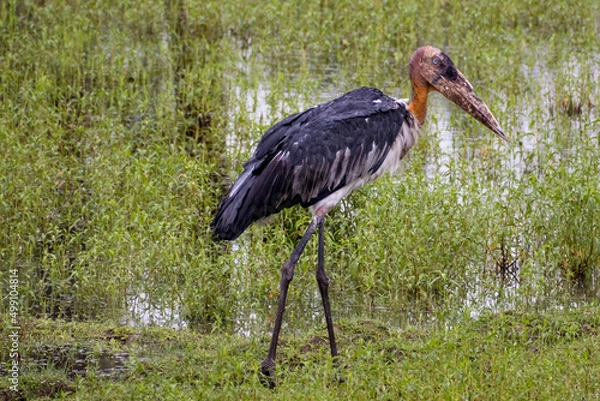 Obraz yellow billed stork