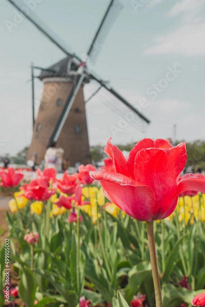 Fototapeta 【佐倉ふるさと広場】風車と花畑