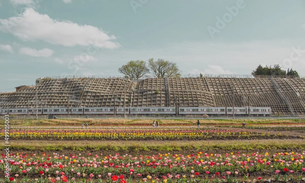 Fototapeta 【佐倉ふるさと広場】チューリップ畑と電車の風景