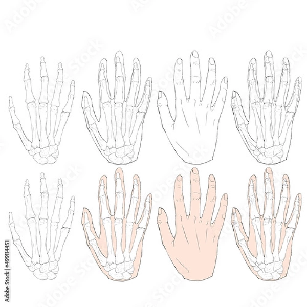 Obraz 手の甲と骨の解剖学的イラストセット