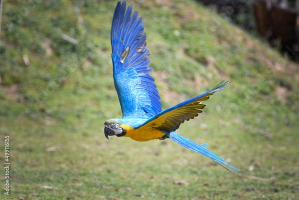 Obraz Ara gialloblù