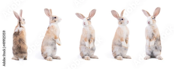 Obraz Many variety action of rabbit standing isolated on white background. Adorable bunny rabbit in many motion. Easter season, symbol for celebration. Looking around and sniffing.