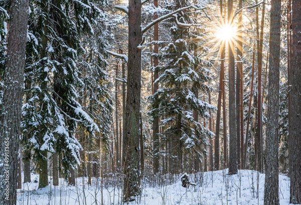 Fototapeta Sunny Winter Day in Pine Tree Forest, Abstract Background