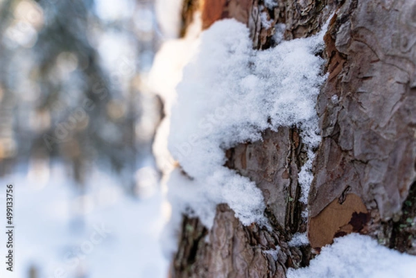 Fototapeta Closeup of Pine Bark in Forest in Sunny Winter, Abstract Background