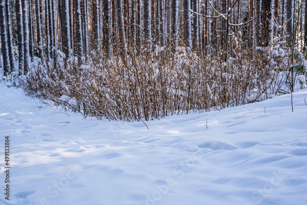 Fototapeta Sunny Winter Day in Pine Tree Forest, Abstract Background