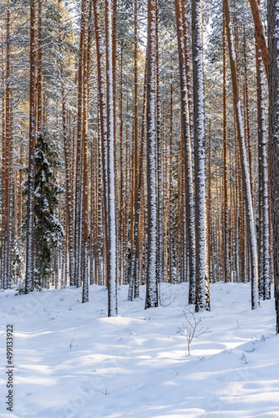 Fototapeta Sunny Winter Day in Pine Tree Forest, Abstract Background