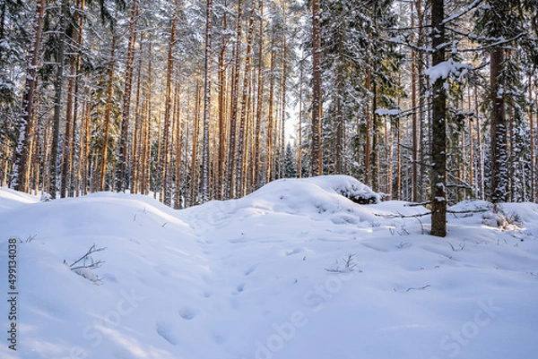 Fototapeta Sunny Winter Day in Pine Tree Forest, Abstract Background