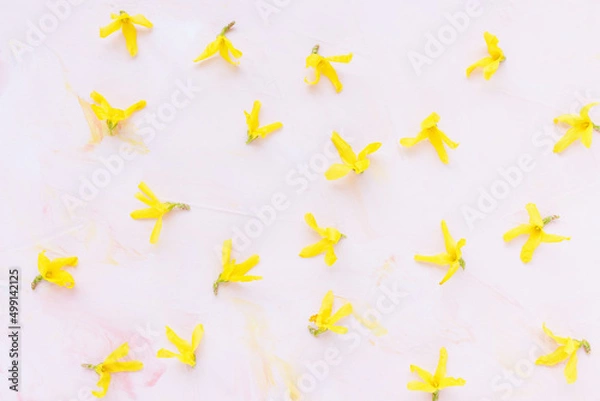 Fototapeta Fresh spring yellow forsythia flowers on pastel pink background. Abstract floral pattern. Spring concept. Minimalist flat lay, top view, copy space