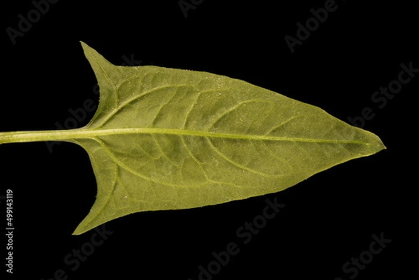 Obraz Spinach (Spinacia oleracea). Leaf Closeup