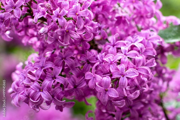 Fototapeta branch of lilac flowers with raindrops on a green background. Spring natural background