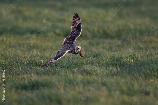 Fototapeta Short-eared owl catches a mouse
