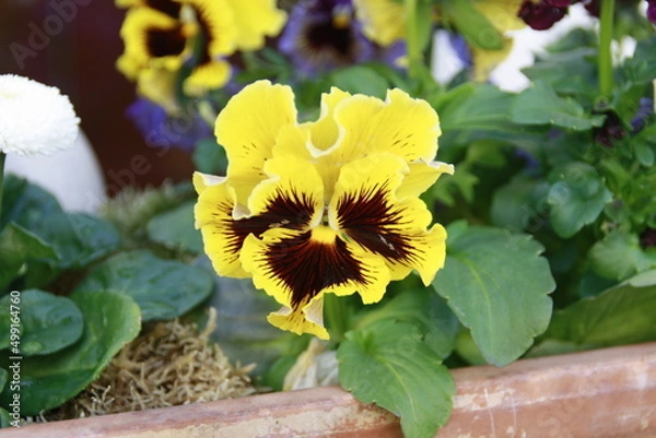 Obraz gelbes Stiefmütterchen gerüscht