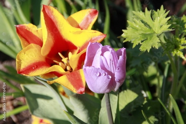 Obraz Tulpe mit Morgentau