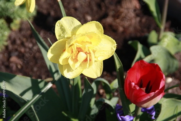 Obraz gefüllte Narzisse
