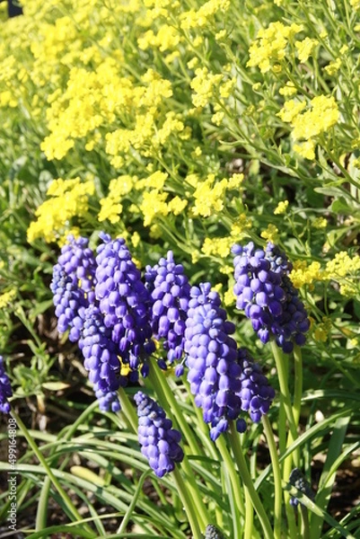 Obraz Traubenhyazinthe