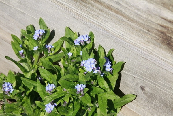 Obraz Vergissmeinnicht