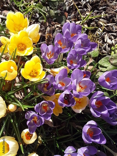 Obraz Krokusse mit Bienen