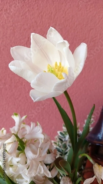 Obraz Tulpe explodiert