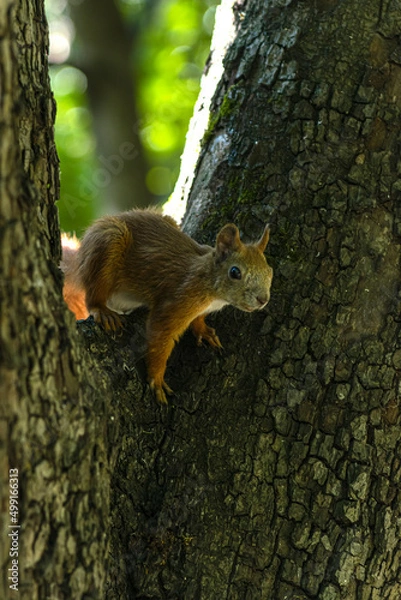 Fototapeta Squirrel in the forest. Squirrel on a tree.Beautiful squirrel. Rodent