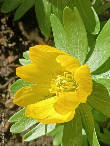 Obraz erste Frühlingsblüher