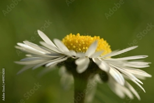Fototapeta Daisy flower close up