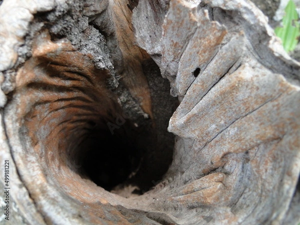 Fototapeta Hole in tree trunk.