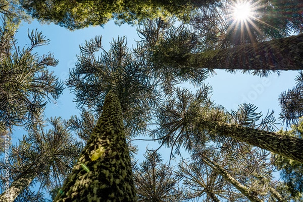 Fototapeta Sunny view from below of araucaria trees with moss in Nahuelbuta national park, Chile