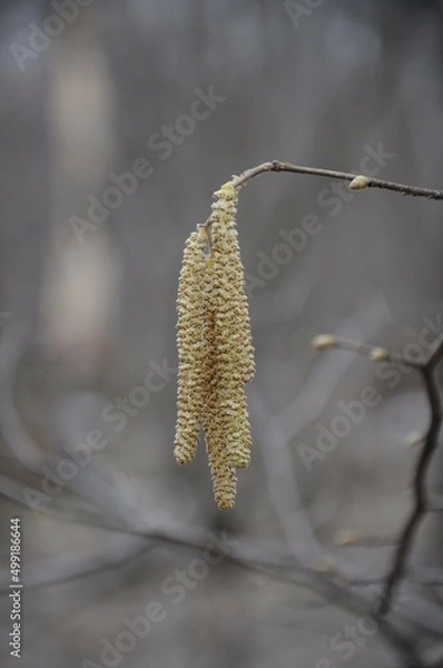 Obraz Hazel catkins on a branch close-up. Plant seeds. Pollination of trees. Allergy to flowering plants. Spring forest.