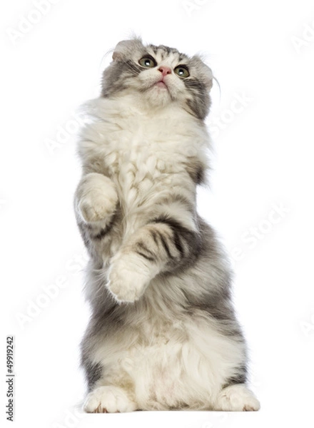 Fototapeta American Curl kitten, 3 months old, standing on hind leg