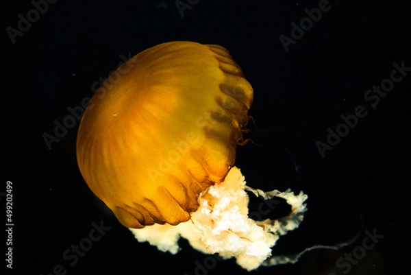 Fototapeta jellyfish