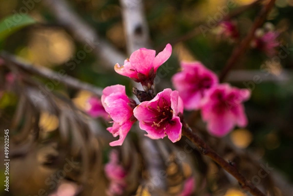 Fototapeta pink flowers