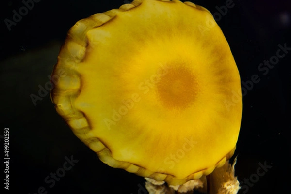 Fototapeta Jelly fish