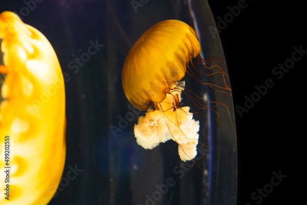 Fototapeta jelly fish