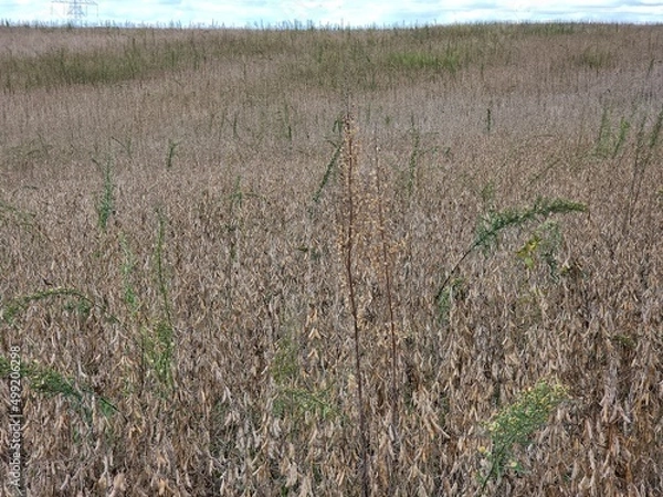 Obraz soja para colheita