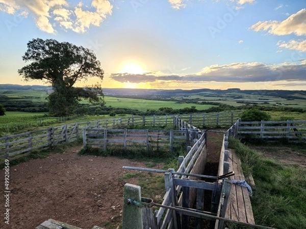 Obraz mangueira para gado