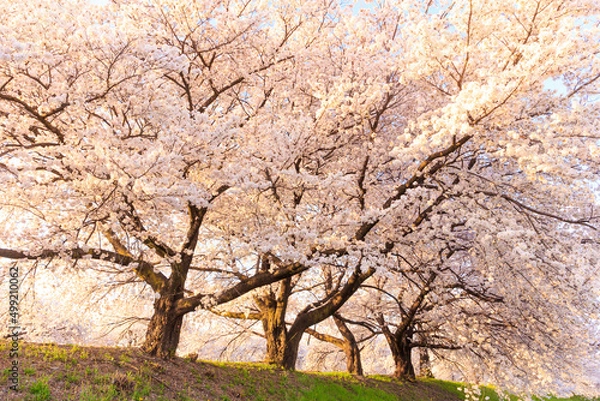 Fototapeta cherry blossom in spring