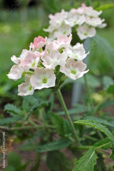 Obraz Verbena hybrid