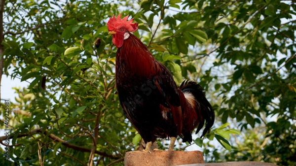 Obraz Beautiful Rooster looking at the camera.
