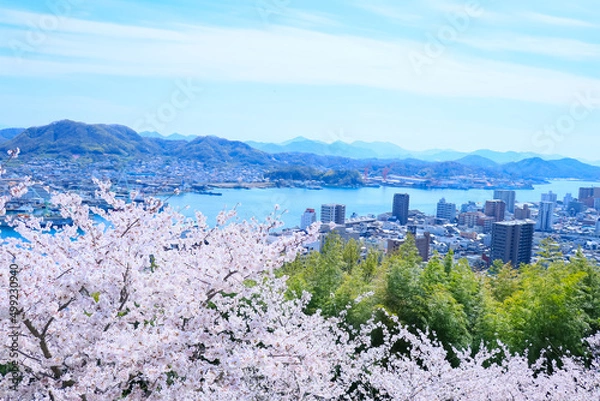 Obraz 春の千光寺公園から見える、満開の桜と尾道水道	