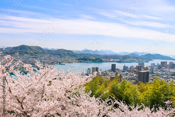 Fototapeta 春の千光寺公園から見える、満開の桜と尾道水道	