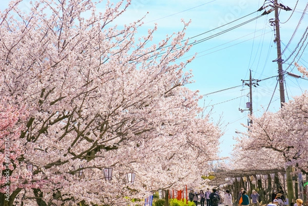 Fototapeta 千光寺公園の満開の桜並木　尾道の観光名所