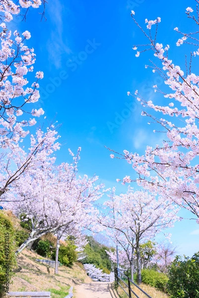 Obraz 春の青空と満開の桜並木道