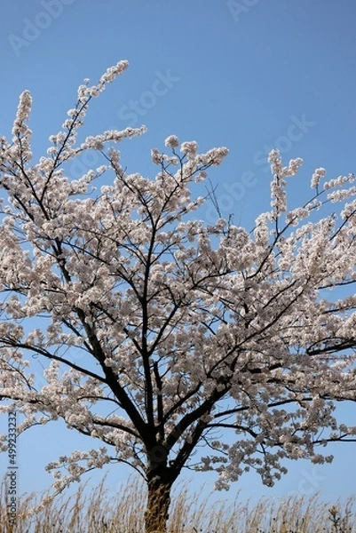 Fototapeta 日本の青空と満開の桜
