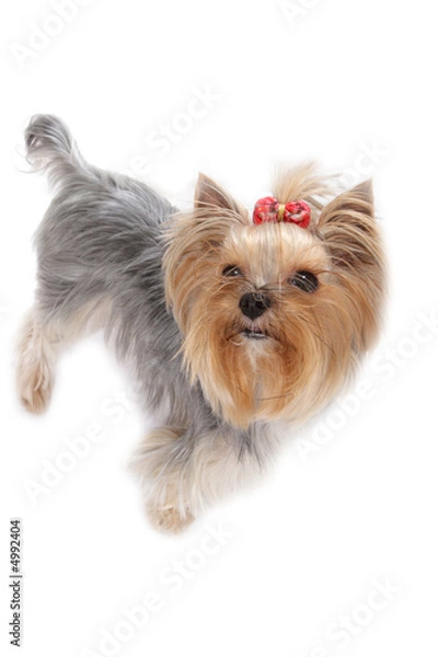 Fototapeta yorkshire terrier,