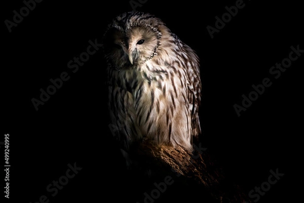 Obraz Habichtskauz im Dunklen