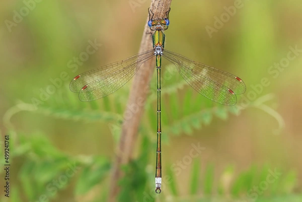 Fototapeta Dragonfly (Emerald dragonfly, Lestes dryas) has a small size, thin elongated Metallic shiny body. At rest, he keeps his wings open.